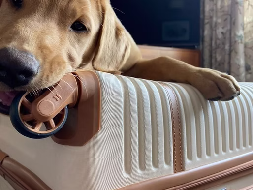 5 Holiday Essentials for your Pooch - Approved by a Dog Trainer